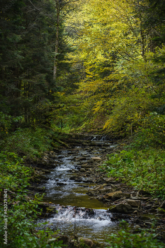 Scenic view of creek in mountain forest during autumn Scenic view of creek in mountain forest during autumn