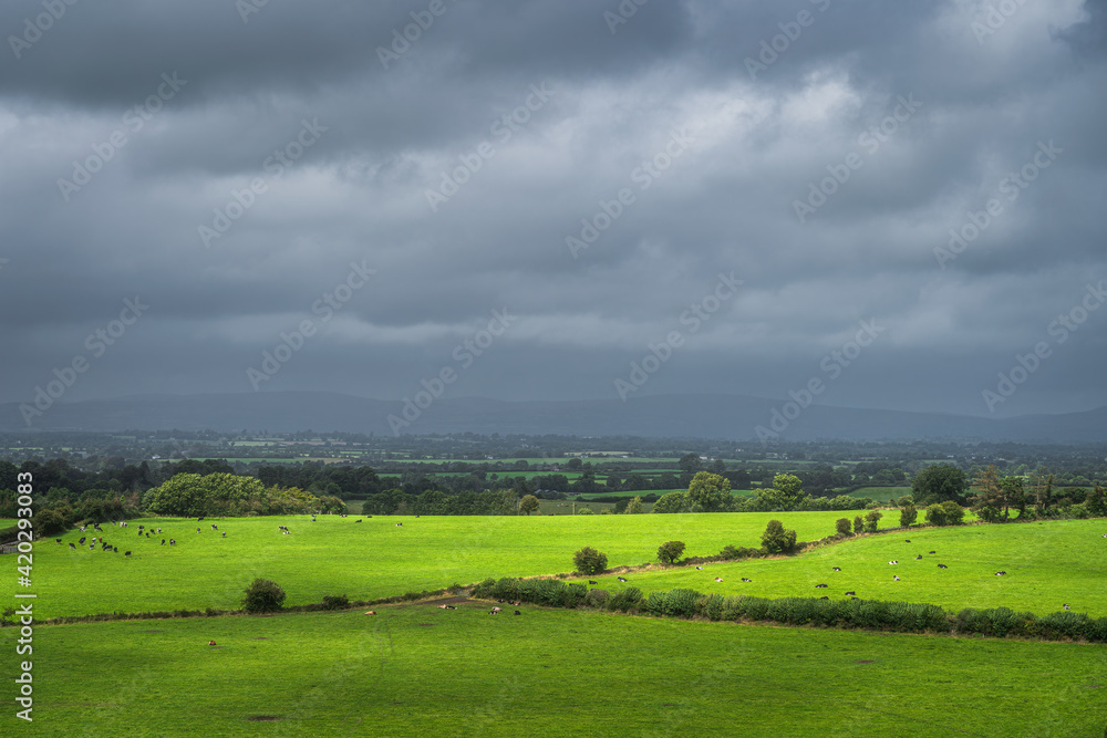 Herd of cattle grazing and resting on fresh green field or pasture illuminated by sunlight with dark, moody sky in background, Tipperary, Ireland