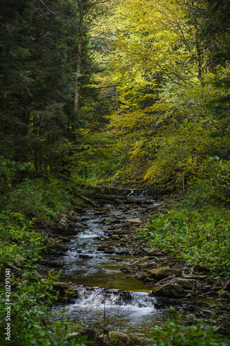 Scenic view of creek in mountain forest during autumn 