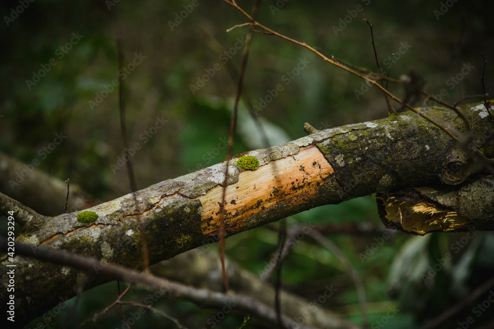 Close up of branch of tree with moss in forest Close up of branch of tree with moss in forest