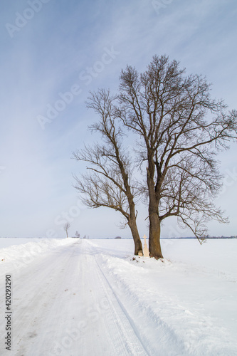 tree in the snow © Sławomir Bodnar