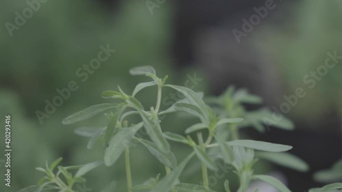 plant pruning. scissor cuts green leaves of plant