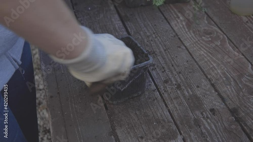 woman hands with gloves transplant seedling into larger pot. gardening and vegetable garden