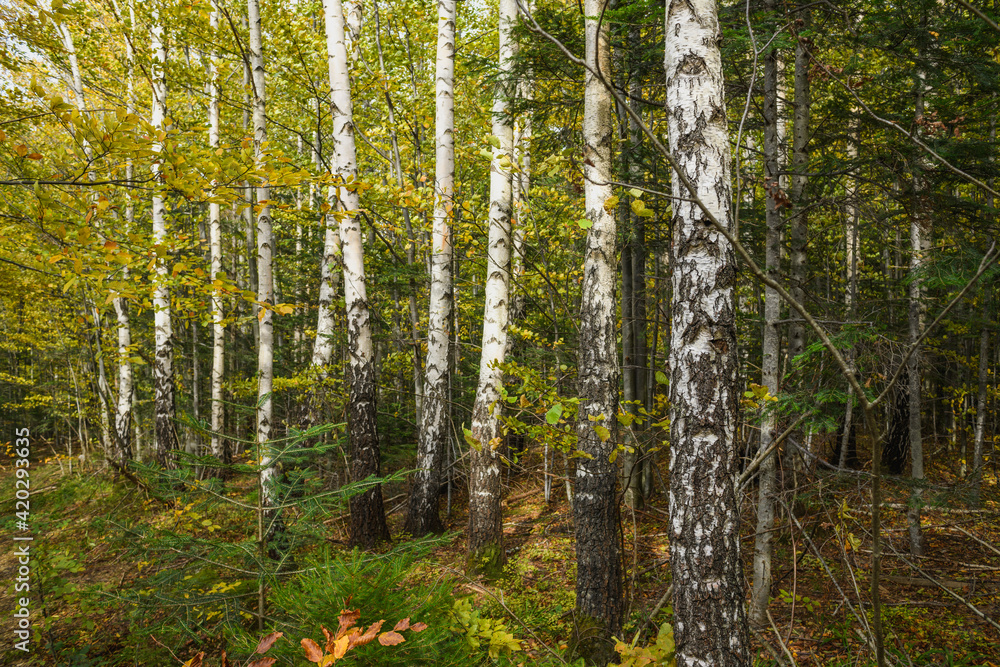 Obraz premium Birch trees in woodland of autumnal mountain forest 