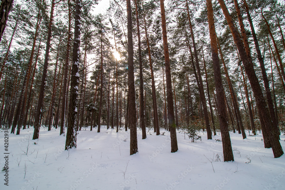 winter forest in the snow winter forest in the snow