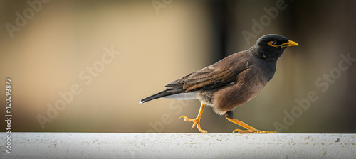 Small bard walking on a platform