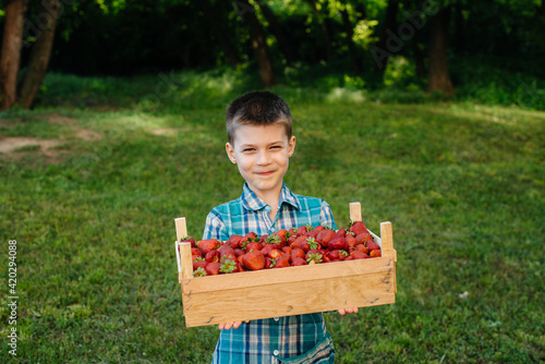 A small cute boy stands with a large box of ripe and delicious strawberries. Harvest. Ripe strawberries. Natural and delicious berry