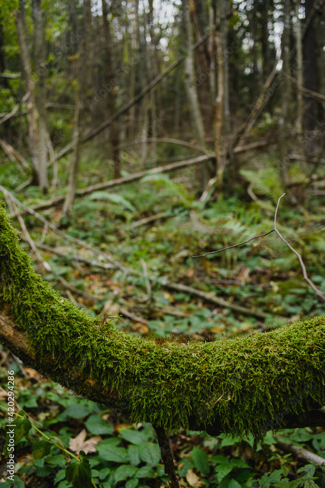 Close up of tree trunk with green moss in mountain forest Close up of tree trunk with green moss in mountain forest