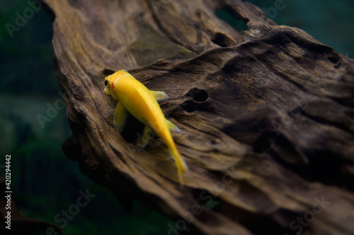 Gyrinocheilus golden sitting log sucker in the aquarium. (Cyprinidae) photo