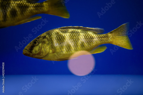 Golden leopard fish in an aquarium on a blue background (Haplochromis). Venustus Cichlid Nimbochromis photo