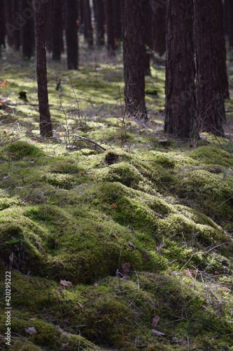 Moss banks in the Forest