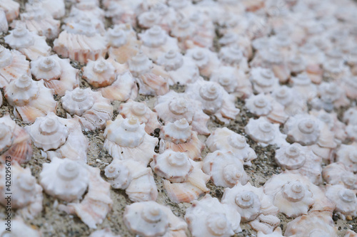 Pink sharp sea shells on the wall background, diagonal direction pattern, selective focus.