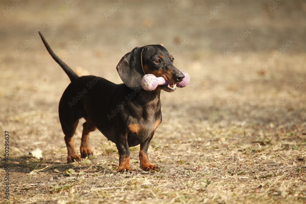 black dachshund with a toy in his teeth
