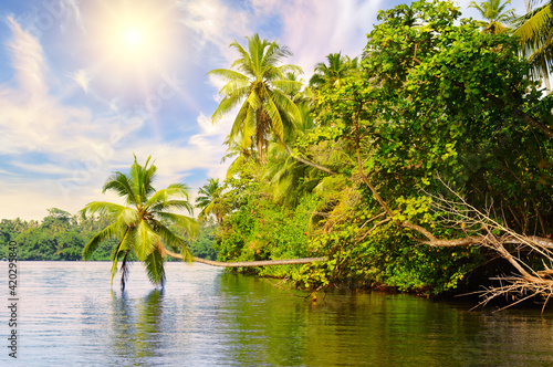 A picturesque lake with mangrove forests and lush palm trees on the shore.