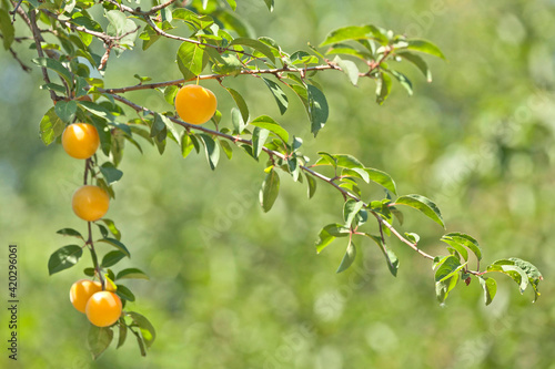 branch with yellow cherry plum fruits
