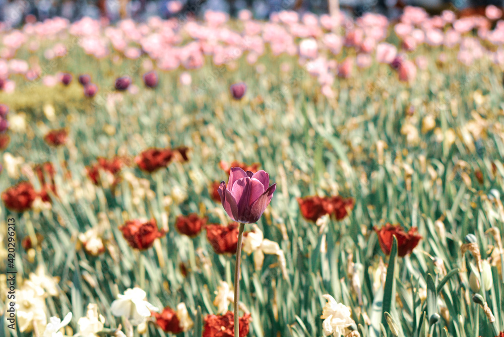 Amazing green garden with tulips, beautiful spring time Amazing green garden with tulips, beautiful spring time