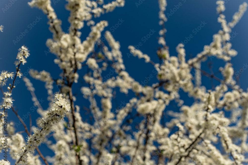 Albero fiorito in primavera Albero fiorito in primavera