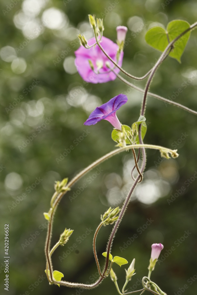 purple morning glory flowers on blurred background purple morning glory flowers on blurred background