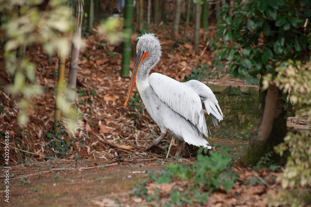 Fototapeta premium Curly pelican. A big and beautiful bird.