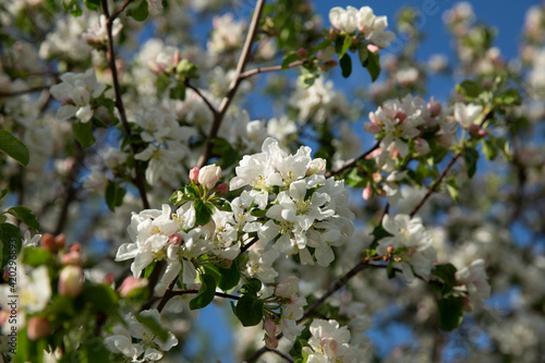 The apple tree is in bloom