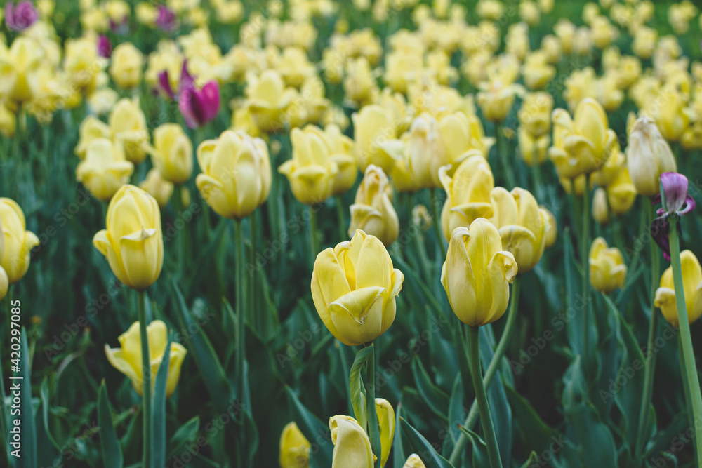 Garden with amazing yellow tulips, tulip field Garden with amazing yellow tulips, tulip field
