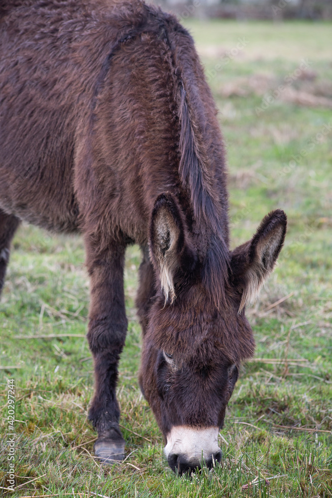 donkey eating fresh green grass in a farm field donkey eating fresh green grass in a farm field