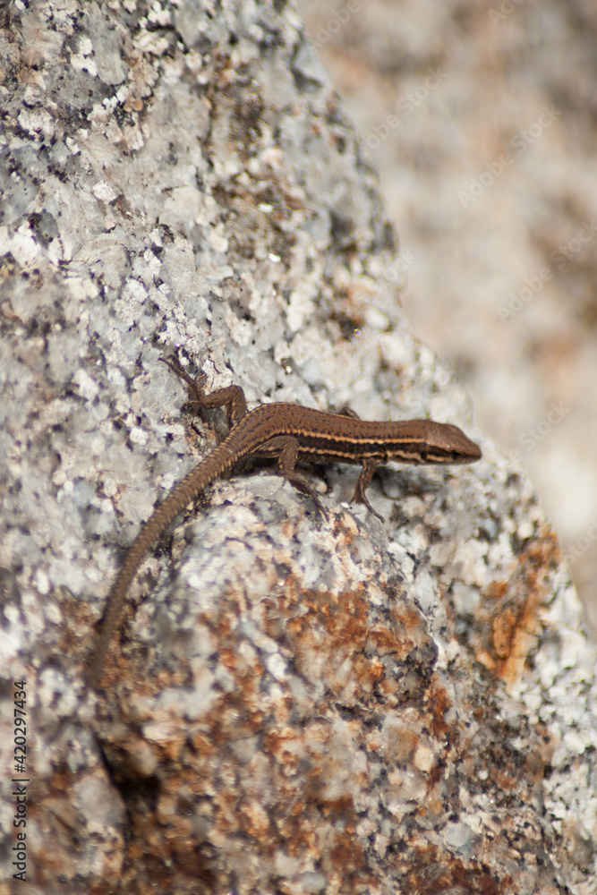 Close up of a calm still lizard sitting on a stone over the warm sunny day Close up of a calm still lizard sitting on a stone over the warm sunny day