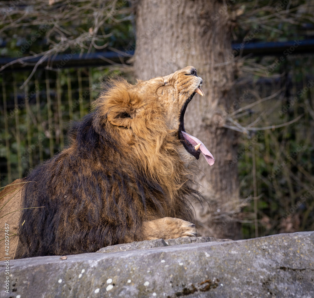 Obraz premium A lion sticking out its tounge