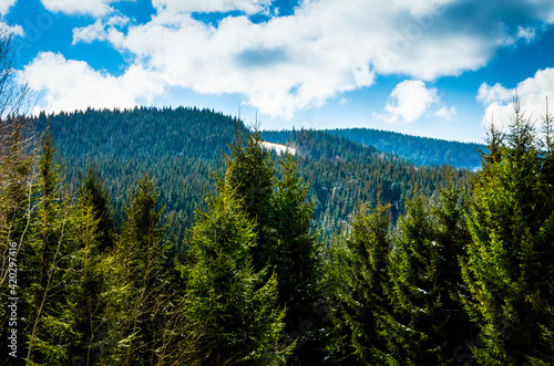 A forest carpathian mountains landscape