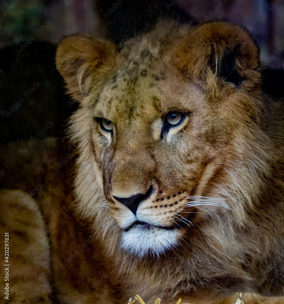 Obraz premium Portrait of a male lion