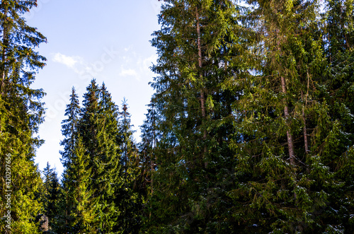 A forest carpathian mountains landscape