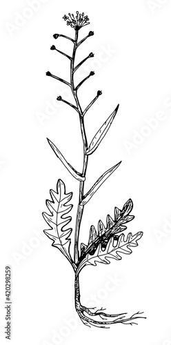 Fototapeta Naklejka Na Ścianę i Meble -  Botanical drawing of the caseweed plant, lady's-purse