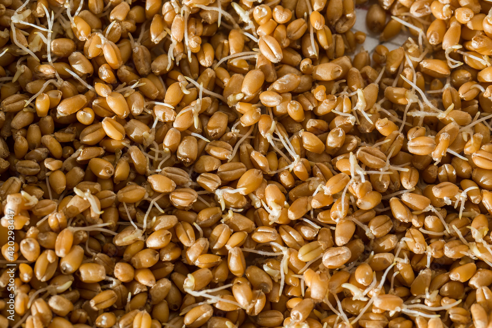 Wheat Sprouts Wheat Sprouts