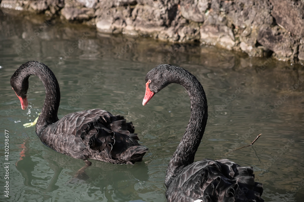 Beautiful black swan swimming on the pond. Beautiful black swan swimming on the pond.