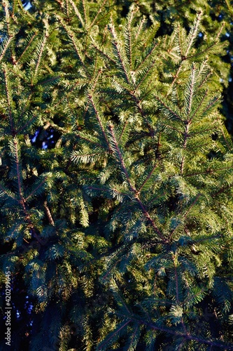 Green spring summer pine tree background texture
