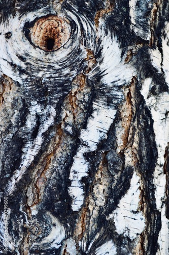 Birch tree skin black and white
