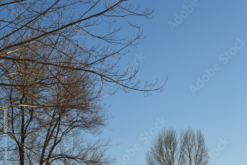 Spring trees on the blue sky background 
