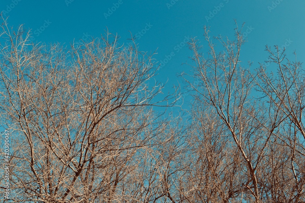 Spring trees with green sky on the background Spring trees with green sky on the background