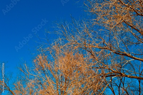 Yellow Summer trees with blue sky on the background 