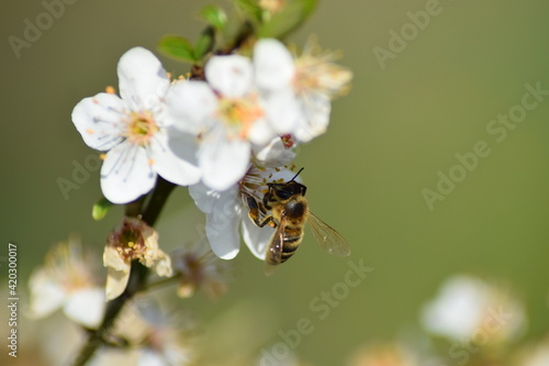 White flower blossoming on green background with bee 