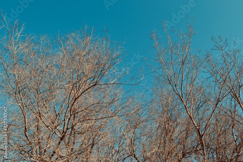 Spring trees with green sky on the background 