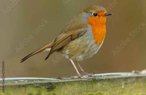 Close up of Britain's favourite bird, a Robin Redbreast in Winter, perched on a fence and facing right. Clean background. Scientific name: Erithacus Rubecula. Horizontal. Space for copy.