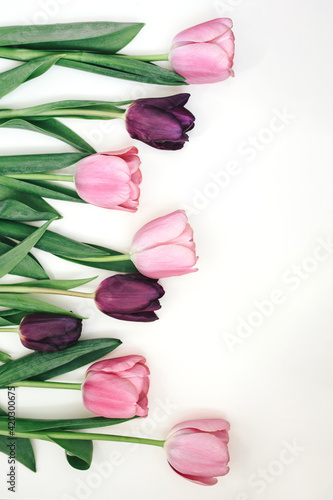 Fototapeta Naklejka Na Ścianę i Meble -  Pink and purple tulips on white background.