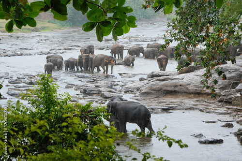 Canvas Print Asian elephants in the river on a rainy day, Pinnawala Elephant Orphanage, Kegal