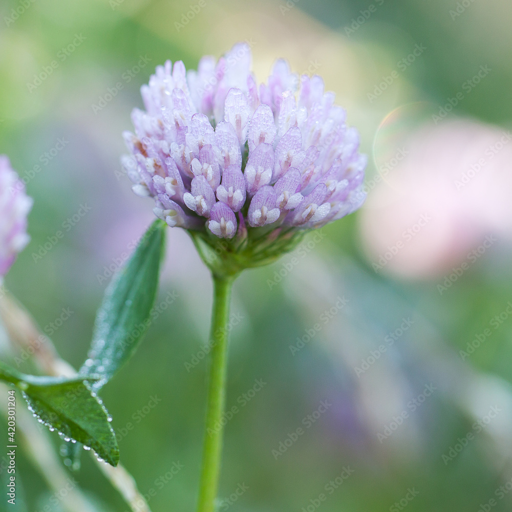 pink clover flower with dew drops on petals blooms on a summer meadow pink clover flower with dew drops on petals blooms on a summer meadow