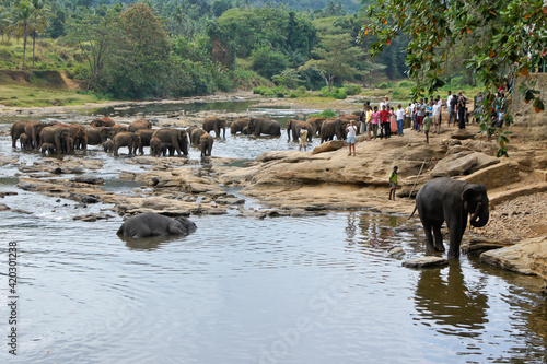 Photography Visitors are thrilled to watch Asian elephants bathing in the river at Pinnawala Elephant Orphanage, Kegalle, Sri Lanka
