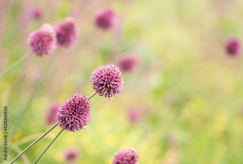 pink spherical bright pink flowers in a summer field