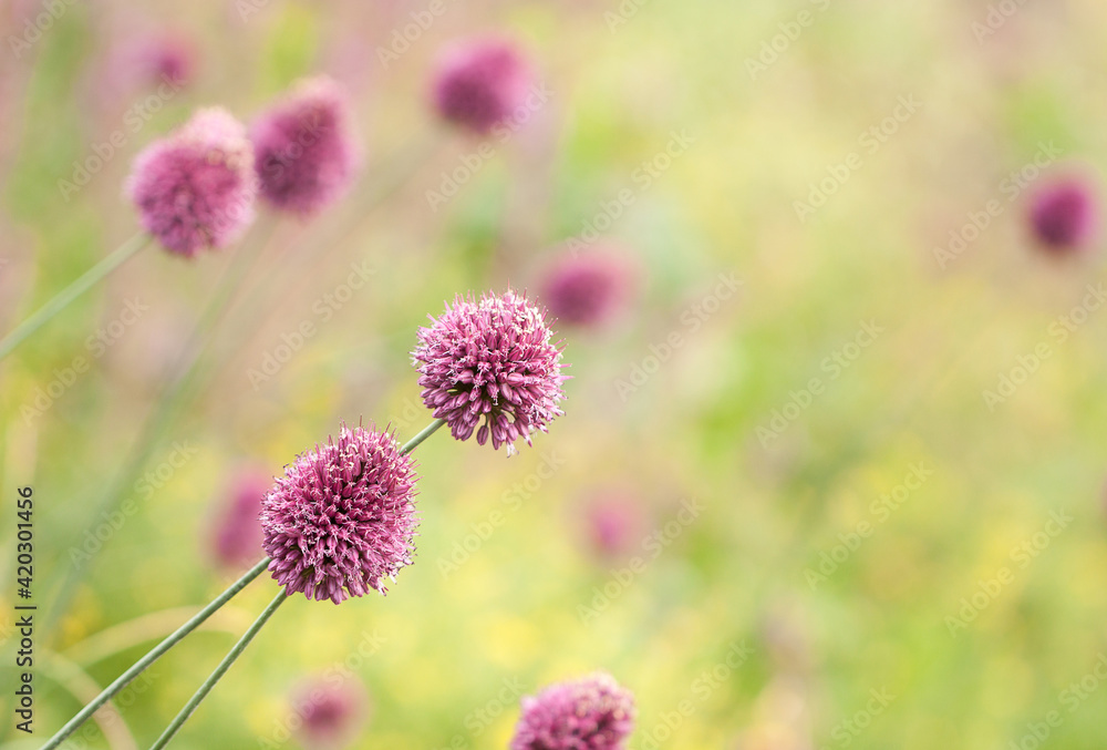 pink spherical bright pink flowers in a summer field pink spherical bright pink flowers in a summer field