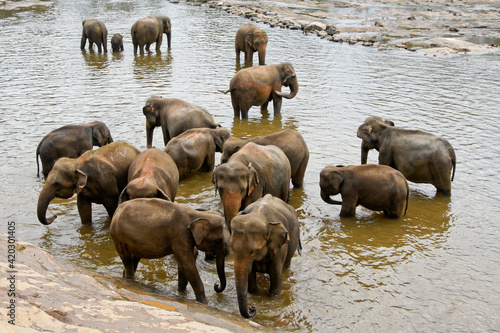 Photography Asian elephants bathing in river, Pinnawala Elephant Orphanage, Kegalle, Sri Lan