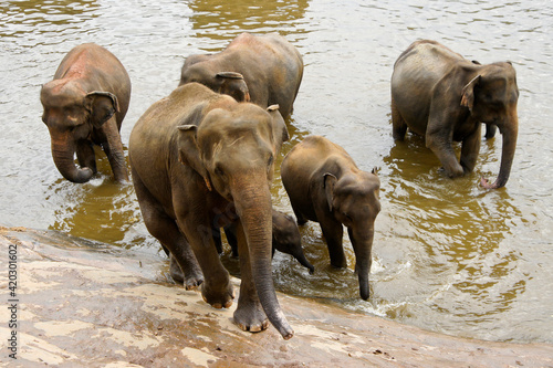 Canvas Print Asian elephants in river, Pinnawala Elephant Orphanage, Kegalle, Sri Lanka